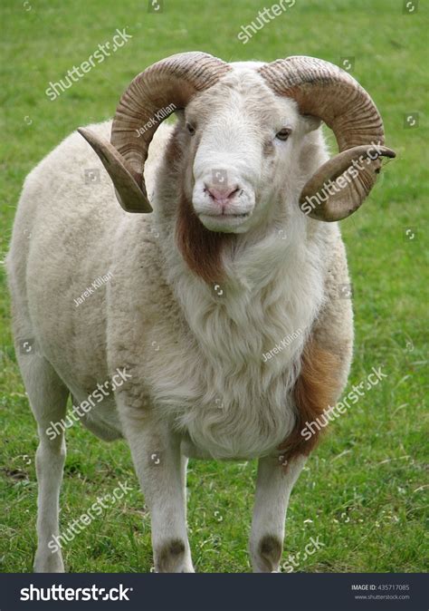 horny ram|The Horny Ram